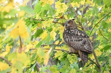 Der Herbstuhu