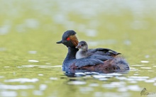 Schwarzhalstaucher mit Jungvogel