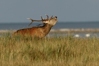 Hirsch