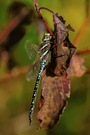 Torf-Mosaikjungfer (Aeshna juncea) Männchen