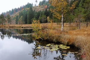 Herbst am Weiher