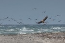 Seeadler auf Fischland-Darß-Zingst