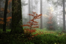 Herbstlicher Wald