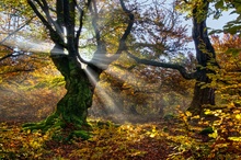 Herbst im Hutewald