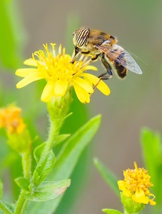 Eristalinus taeniops