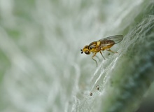 Gemeine Halmfliege