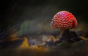 Rotkäppchen im Wald....