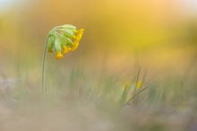 Primula veris