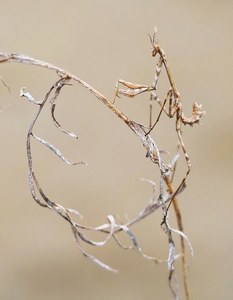 Junge Haubenschrecke (Empusa pennata)...'22