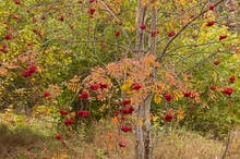 Vogelbeere – Sorbus aucuparia