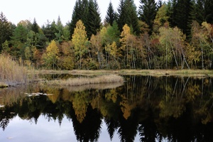 Herbst im Moor