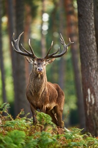 Wildlife, oder nicht? Das ist hier die Frage!