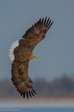 Seeadler