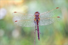 Blutrote Heidelibelle (Sympetrum sanguineum)