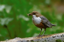 Wasseramsel