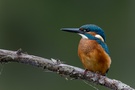 Nur ein "klassischer" Eisvogel