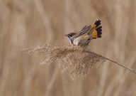 Blaukehlchen in Balzstimmung