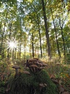 Wald der Pilze