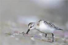 Sanderling (Calidris alba)