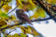 Sperlingskauz (Glaucidium passerinum)