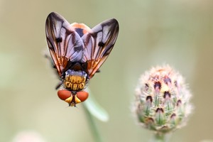 Breitflügelige Raupenfliege