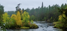 Herbst in finnisch Lappland