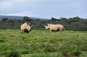 White Rhino