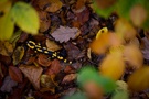 Durch das Herbstlaub geblickt...