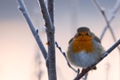 die winterliche Kälte