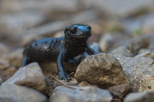 Alpensalamander