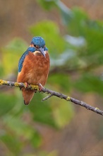 Eisvogel natura