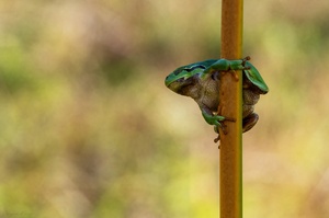 Augen-Blick