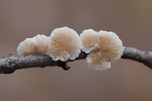 Kleine Schönheiten im Herbst