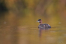 Herbstschwimmer