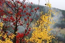 Herbstlicher Gruß