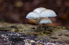 Pilzfamilie auf Buche