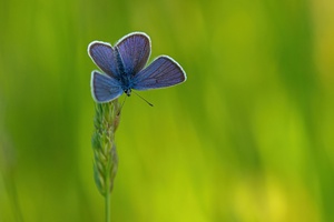 Polyommatus semiargus