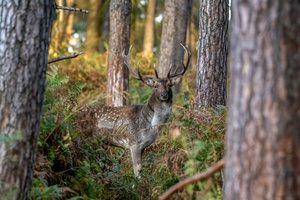 Damhirsch im Farn