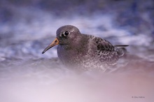 Meerstrandläufer