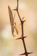 "Fakir - Mantis"