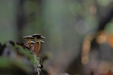 Pilzlandschaft