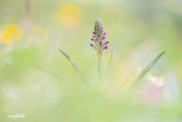 Pyramiden Hundswurz ( Anacamptis pyramidalis )