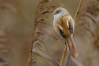 Die Bartmeisedame (Panurus biarmicus) ..