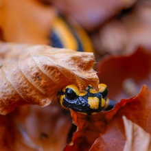 Feuersalamander (salamandra salamandra )