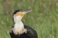 Weißbrustkormoran