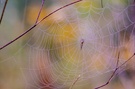 Nebel und Spinnennetze: Eine schöne Kombi!