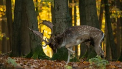Brunftkuhle