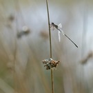 Herbstlibelle