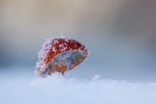 winterlicher Pilz