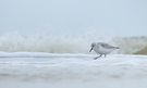 Sanderling bei der Nahrungssuche